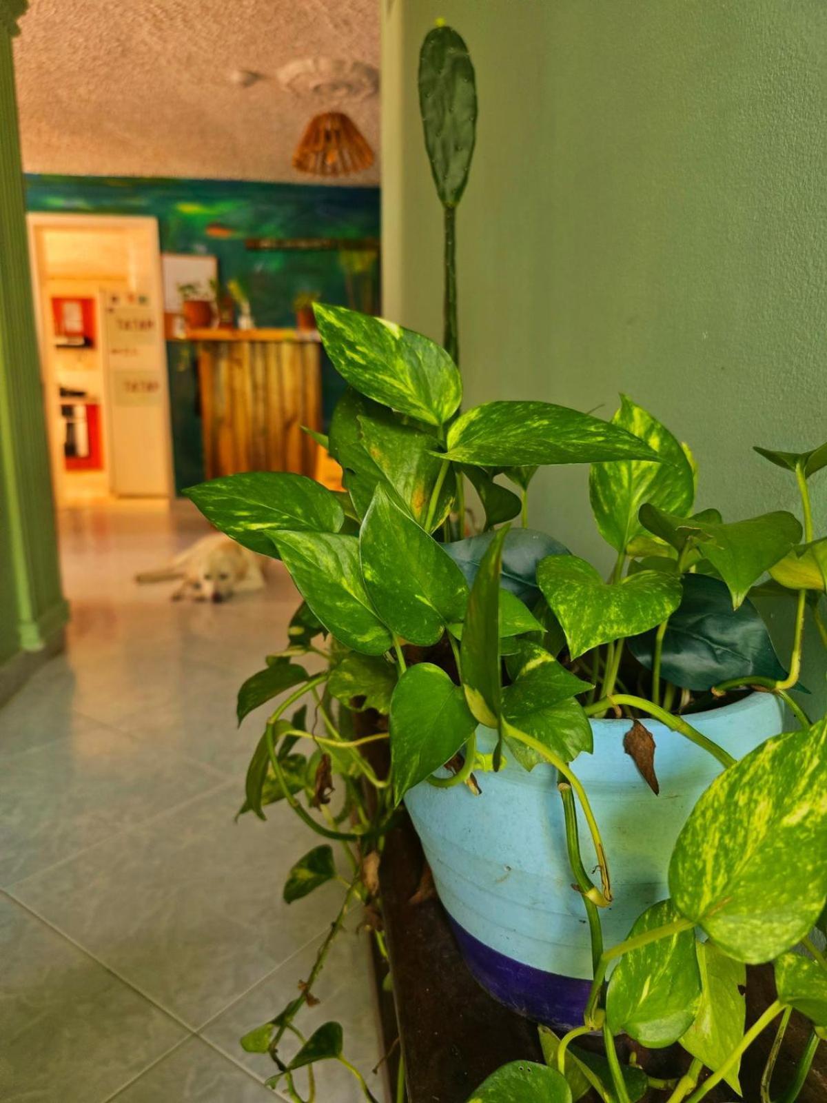 Tatami Hostel Букараманга Экстерьер фото